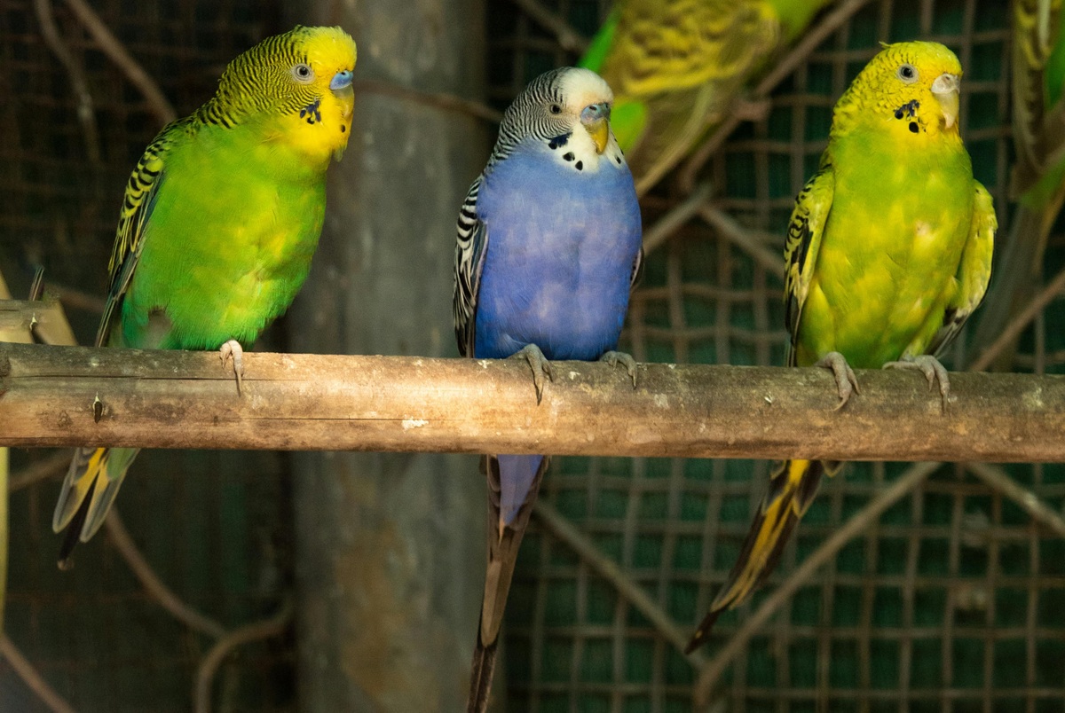 Parrots Perching Behind Fence