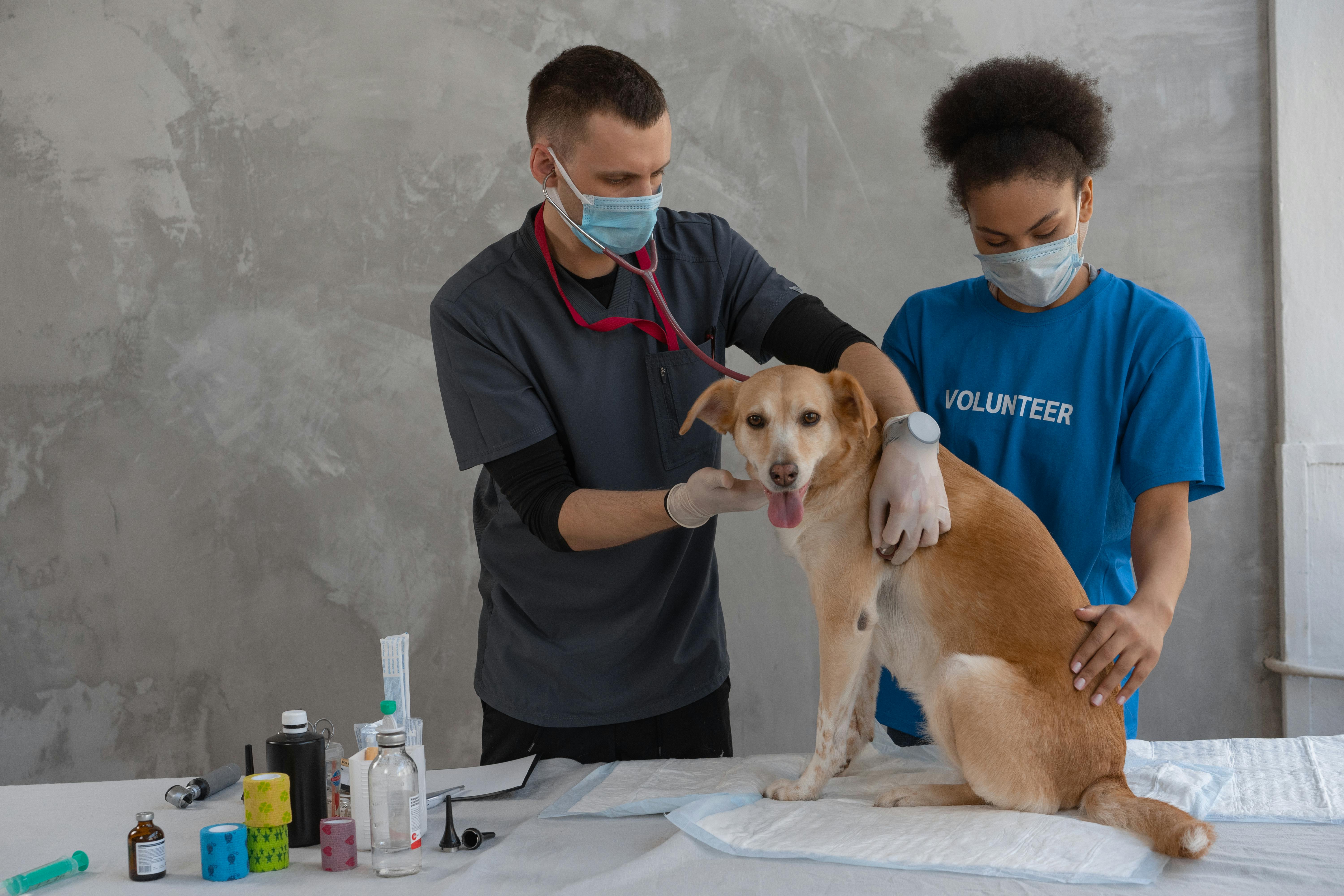 veterinarian vaccinating a dog